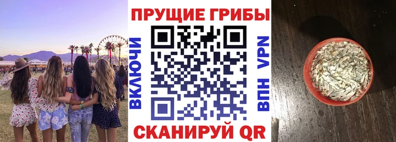 блэк спрут сайт  цены   Златоуст  Псилоцибиновые грибы Psilocybine cubensis 